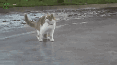 cat giphy (2).gif